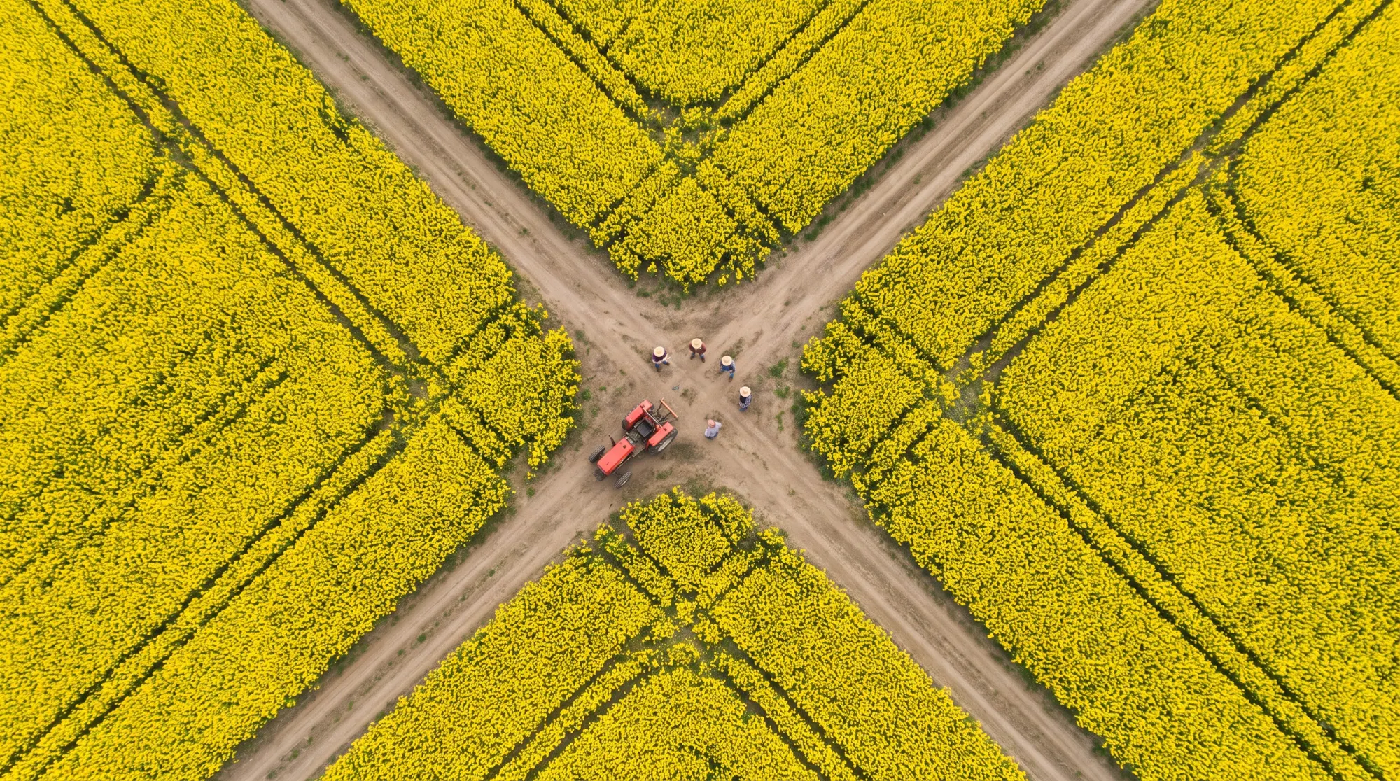 Luchtfoto — Gouden velden, gemaakt met Pilot X
